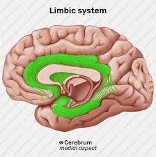 Image result for Limbic System