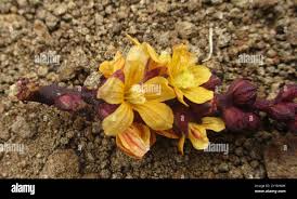 Image result for Alectra orobanchoides