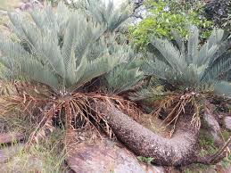 Image result for Encephalartos
