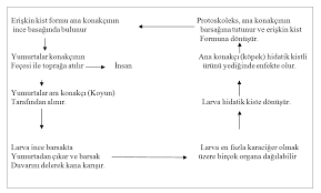 Check spelling or type a new query. Http Nek Istanbul Edu Tr 4444 Ekos Tez 48787 Pdf