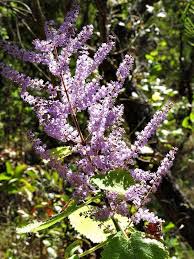 Image result for Tetradenia