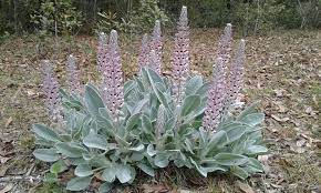 Lupine Florida Per Scott Fisher Wild Flowers Plants Lupines