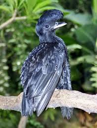 Big Black Bird With White Chest The Long Wattle Hanging From The Chest And Large Crest Extending Over The Bill Of Male Bird Makes Long Wattled Umbrella B Beautiful Birds Weird Birds Pet Birds