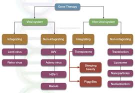 Gene Therapy Types Vectors Viral And Non Viral Process Applications And Limitations