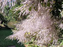 Image result for Tetradenia