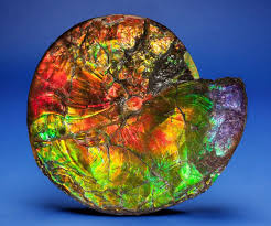 Ammonite Fossil Placenticeras Meeki Late Cretaceous Bearpaw Formation St Mary 8217 S River Alberta Canada Minerals And Gemstones Minerals Fossils