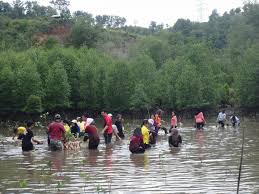 The kota kinabalu wetland centre is a birdwatcher's paradise. Environmental Education Program Eep Kota Kinabalu Wetland