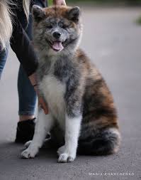 Find akita puppies for sale with pictures from reputable akita breeders. Craigslist For Japanese Akita Inu Puppies For Sale The Y Guide