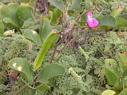 Image result for Canavalia