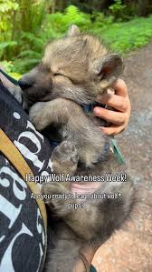 Image result for wolf cub