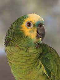 Has been added to your cart. Top 10 Smartest Talking Birds In The World The Mysterious World