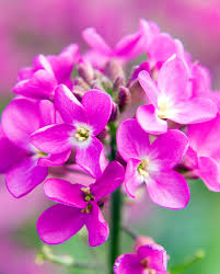 Image result for Arabis