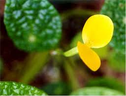Image result for Begonia loranthoides