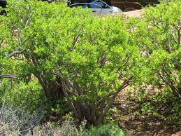 Image result for Crassula sarcocaulis