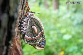 Image result for Cecropia