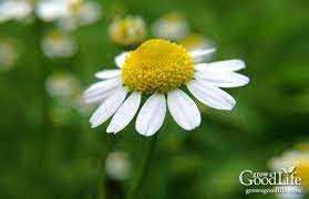 They can be used fresh or dried and stored for later use. Growing Chamomile For Tea