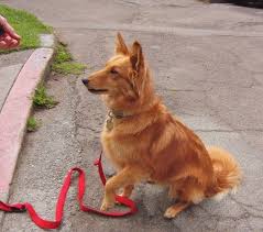 Found a puppy you like? Sheltie Golden Retriever Mix Retriever Mix Golden Retriever Mix Mixed Breed Dogs