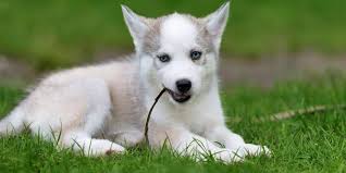 They will gradually stand up on their own as the pup grows. Do Husky Puppies Ears Stand Up Husky Puppies Info