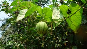 Image result for Cogniauxia podolaena