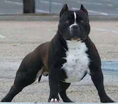 The Bull Y And Strong Dog Staffordshire Terrier Bully Dog Dogs Scary Dogs