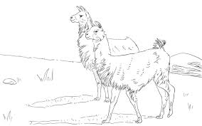 It may only be a dream for some, but you could print your very own llama picture to color… and these llamas don't spit. Christmas Wallpaper Llama