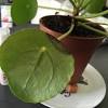 Jade plants are beautiful and easy to care for, making them a great houseplant for beginner and expert gardeners alike. 1