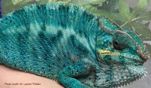 Interactive online coloring pages for kids to color and print online. Basic Information Sheet Panther Chameleon Lafebervet
