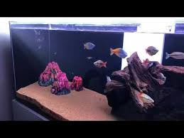 Gokkusagi Baliklari Rainbow Fish Gokkusagi Balik Atlar