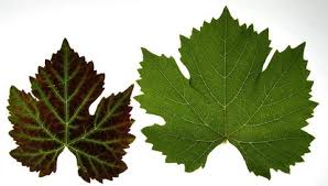 Image result for Grapevine leafroll virus