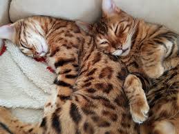 If you're looking for a medium or large cat, this special breed could. Bengal Cat S Anatomy Nalamabengal Com