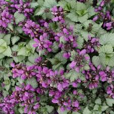 Image result for Craterostigma purpureum
