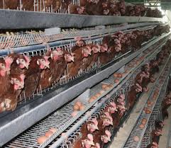 Image result for chicken cage