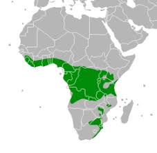 Image result for Englerophytum rwandense