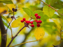 Image result for Zanthoxylum lindense