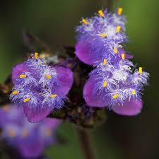 Image result for Cyanotis arachnoidea