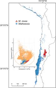 Image result for Oreophyton falcatum
