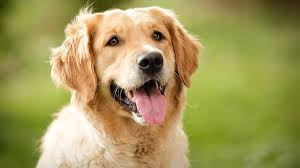 Pet care clinic is located in meridian city of idaho state. Pet Care Clinic 1151 E Fairview Ave Meridian Id Veterinarians Mapquest