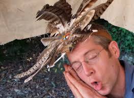 The Story of The Dreamcatcher