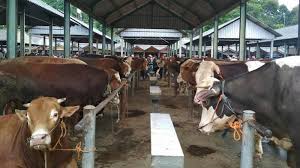 Dengan proposal ini kami buat sebagai acuan kegiatan penyembelihan dan pembagian hewan qurban dalam rangka memperingati hari raya idul adha 1433 h. Masjid Agung Jami Kota Malang Bagikan Daging Kurban Idul Adha 1440 H Pakai Kupon Dan Proposal Tribun Jatim