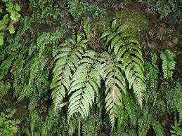 Image result for Deparia