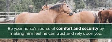 We did not find results for: Horse Anxiety Causes Symptoms Equine Treatment