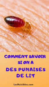 punaise de lit traitement naturel punaises de lit entrainement curves comment savoir