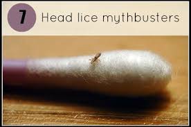 Head Lice Mythbusters Head Louse Louse Head Lice Infestation