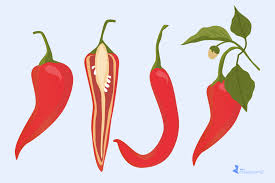 Image result for Capsaicin
