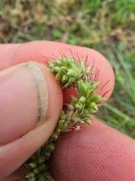 Image result for Setaria incrassata