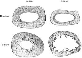 100x first focus in the compact decalcified bone (cb) on the left part of the image, you can see small dots, which are. Pin On Tattoo