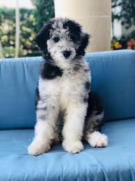 Aussiedoodle Colors Ptk Ranch