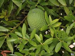 Image result for Agathis