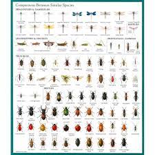 Check spelling or type a new query. Insect Identification Chart Garden Pests Identification Garden Pests Insect Identification