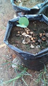 Image result for Guibourtia conjugata